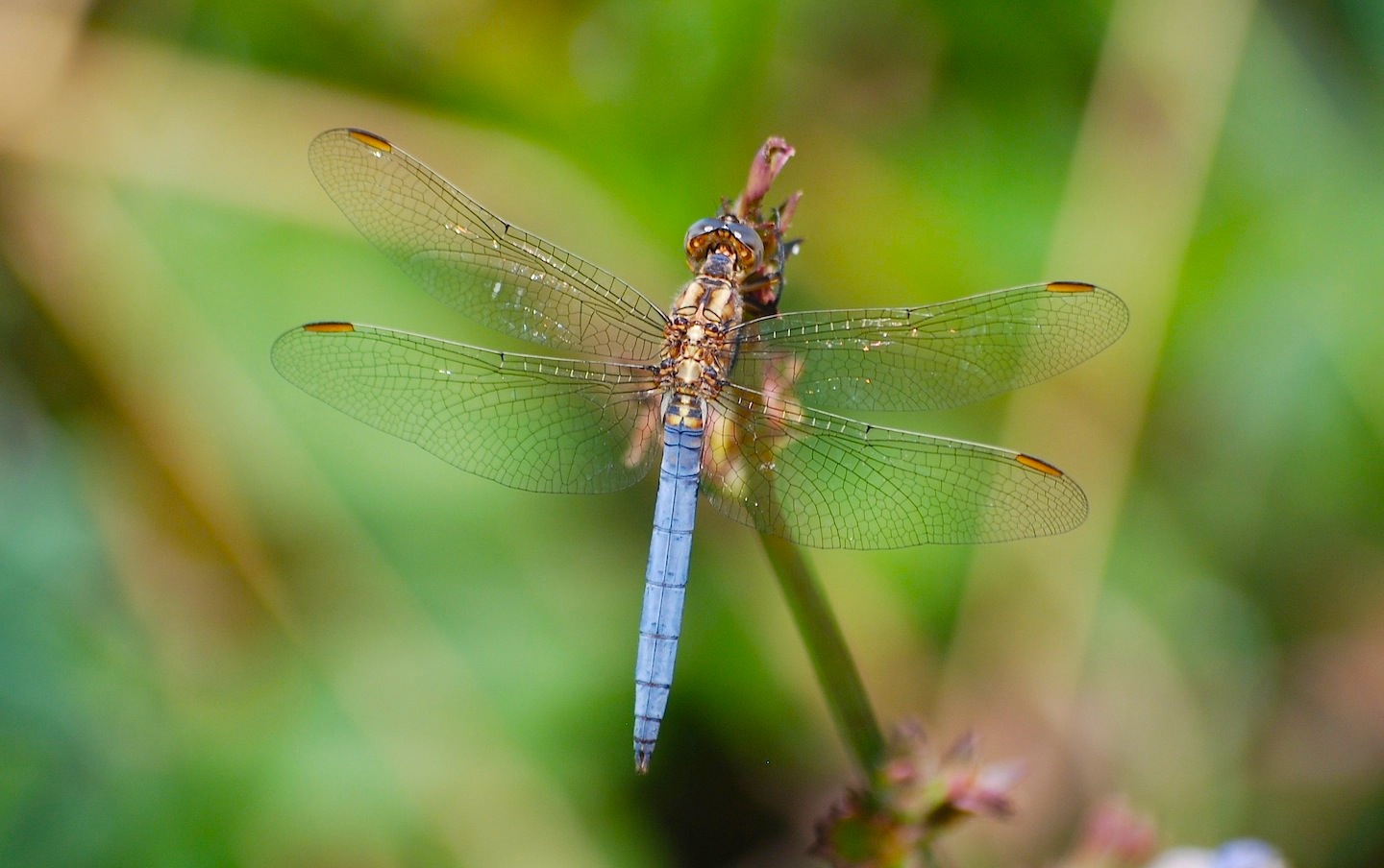Orthetrum coerulescens anceps